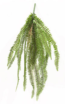 Fish-bone Fern- trailing UV