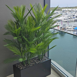 Trough Planters- with UV Parlour Palms 1.6m - artificial plants, flowers & trees - image 1