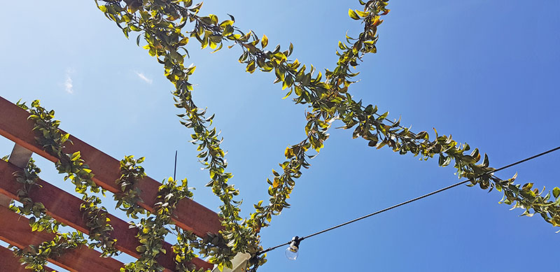 Full-Sun artificial Vines in exposed office complex courtyard... image 4